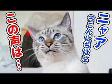 猫語翻訳アプリで猫と会話してみたら意外な結果に…