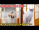 【悲劇】透明の壁で部屋を封鎖したら愛猫に悲しい結末が…