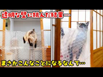 【悲劇】透明の壁で部屋を封鎖したら愛猫に悲しい結末が…