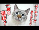 猫と遊ぶ楽しさをこの動画に全て詰め込みました