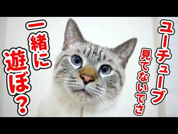 猫と遊ぶ楽しさをこの動画に全て詰め込みました