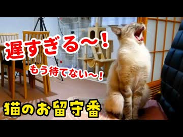【隠し撮り】留守中、猫はなにしてる？意外な行動に胸が締め付けられました…