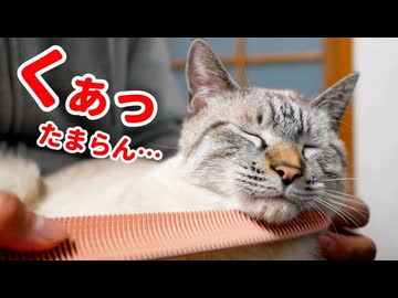 んんッ！溶けちゃう…　ねこじゃすりで撫でられて骨抜きになった猫が膝の上から動きません…
