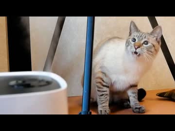 猫に初めて加湿器を見せてみた結果…