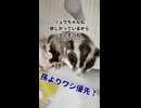 朝のお散歩に行けなかったお詫び□ フクモモたちへの特別なおやつタイム #フクロモモンガ #おつモモンガ  #shorts