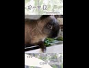 【うさぎ 13歳】オーツ麦