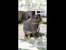 【うさぎ 5歳】オーツ麦