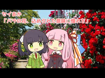 セイあか「バラの花、込めらた意味に憧れを」