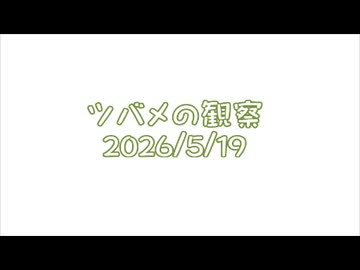 つばめの観察2026No013