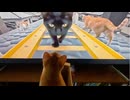 ホモと見るジェットコースターに乗せられる猫