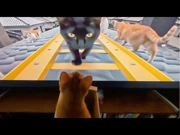 ホモと見るジェットコースターに乗せられる猫