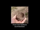 Birds have built a nest out of fibre-optic cable near the fronline  This is an ultra-thin cable used