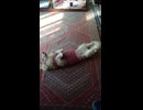 寝起きのくねくねダンス