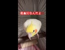 【ツンデレの極み】「急いで！」に応じる素直さと低血圧の怒りが大矛盾するインコろく