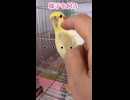 カキカキ中に時々「ギャッ」って言うのなんなの？ｗｗ