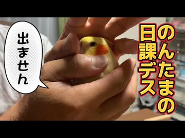 【合法トビ職】お父ちゃんの手から絶対に出たくないインコが尊すぎる