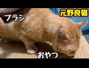 おやつ食べてるスキに…【元野良猫】