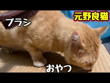 おやつ食べてるスキに…【元野良猫】