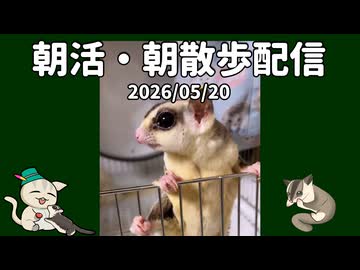 【#フクロモモンガ】【アーカイブ】2026/05/20 7時のフクモモ部屋んぽ&お世話 / 7 AM Sugar Glider Play & Care Live #おはモモンガ