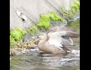 オスに襲われた母、その時ヒナたちは【カルガモ親子】