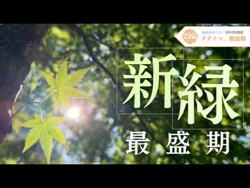 【新緑最盛期】5月を染める緑の輝き