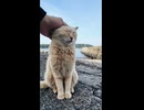 海辺の道で出会った猫がかわいすぎた