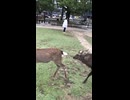 しかのこのこのこ(ショート版)