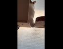 ねこタワマン4Ｆ