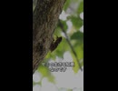 セミはオスだけが鳴いている