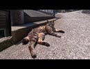 坂道の途中で寝ていた猫を撫でると他の猫も集まってきた