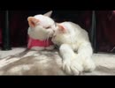 マロリンズよ、永遠に