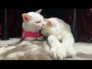 マロリンズよ、永遠に