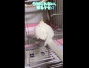 【お手数おかけします】出すと戻るを繰り返すインコの朝のルーティンがやっかいすぎるｗ