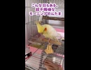 怒りの感情を水で洗い流し、褒め言葉でとろけるインコ「のんたま」がこちらです
