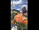 【お写んぽ！！】まつおえんげいの薔薇！