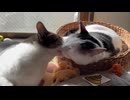 兄弟の動画