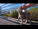 人を見ると大喜びでゴロンゴロン転げまわる野良猫ちゃんが可愛すぎた