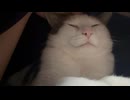 束の間もふ