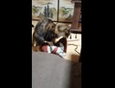 2026/05/20 ふみふみ…