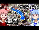 【ウミウシ解説】水中ウミウシ撮影回【琴葉姉妹の磯遊び】