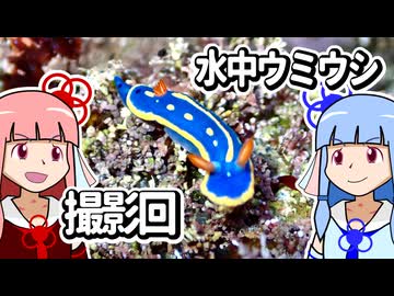 【ウミウシ解説】水中ウミウシ撮影回【琴葉姉妹の磯遊び】
