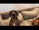 ホモと見るカメラに映りたい犬