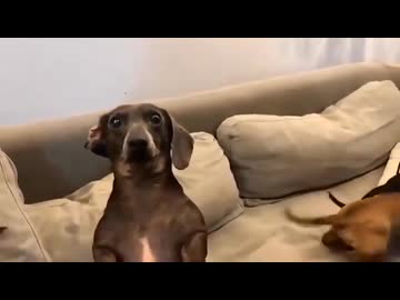 ホモと見るカメラに映りたい犬