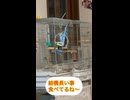 たまにはそらも盗み食い？