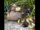 1羽だけ甘えん坊すぎて母の背中で寝たいｗ
