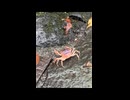 カニくんは前に歩ける