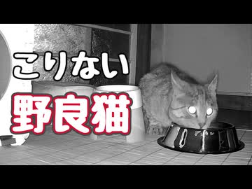 やっぱり 入ってくる【野良猫】【元野良猫】