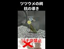【ゾナウ禁止祠攻略】ツツウメの祠(杭の導き)【ティアキン/制限プレイ/ゼルダの伝説ティアーズオブザキングダム】