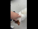 猫なでる動画。