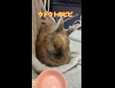 【ウサギ】ウトウトのビビ
